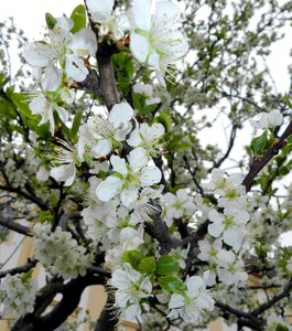 Bloom spring tree photo