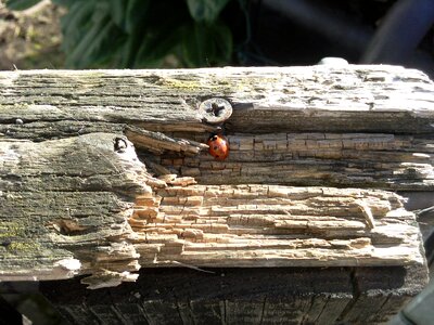 Dry wood morsch garden gate