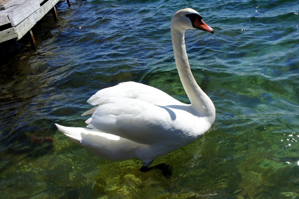 Animal wildlife