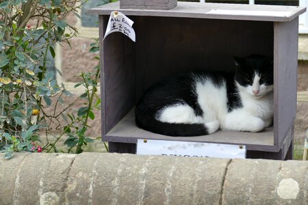 United kingdom england cat