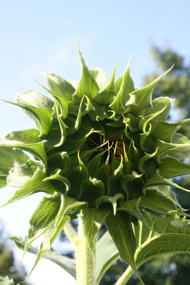 Flower young