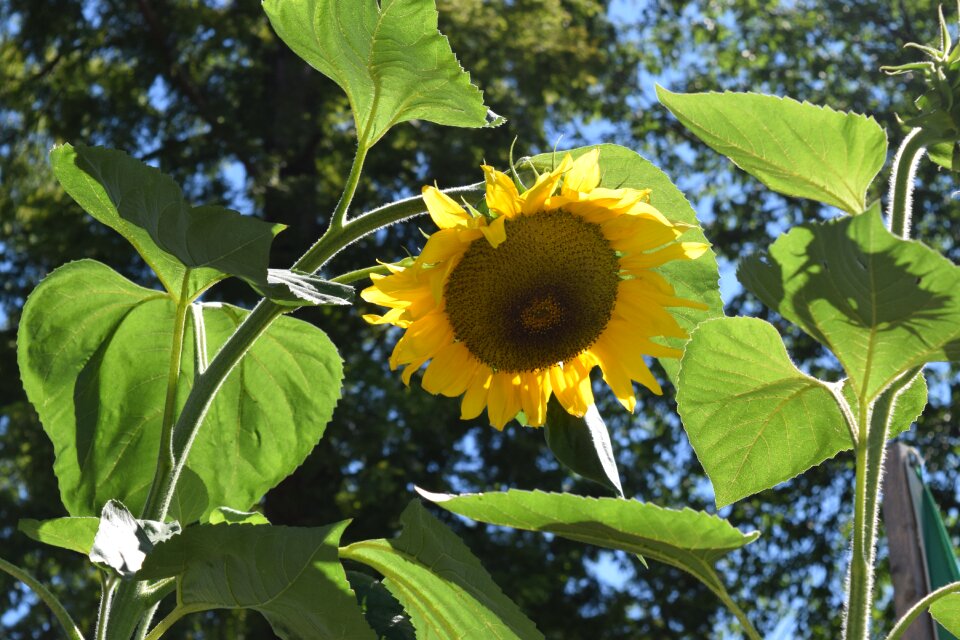 Sunflower august summer