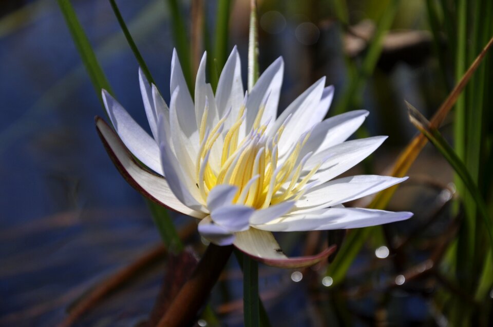 Flora aquatic white