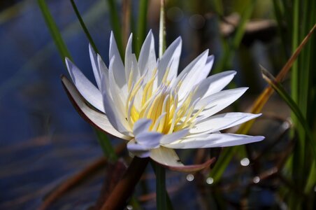Flora aquatic white