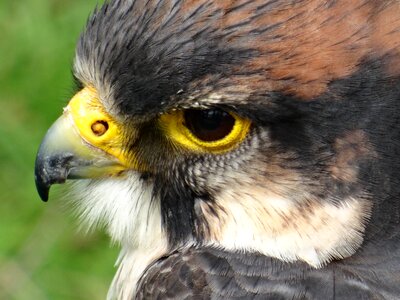 Close up feathers photo