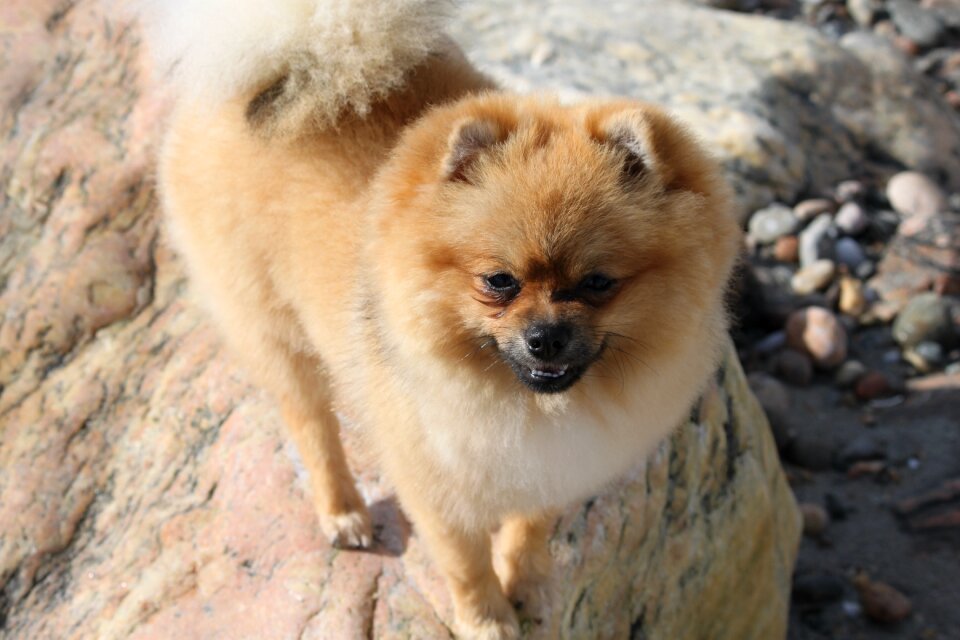 Spitz miniature dog animals