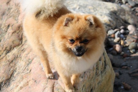 Spitz miniature dog animals