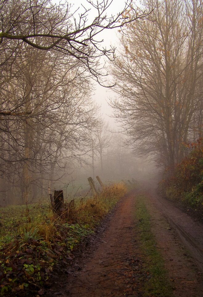 Haze dirt road tree