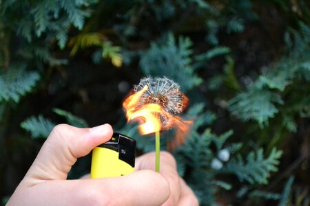 Plant flame blossom