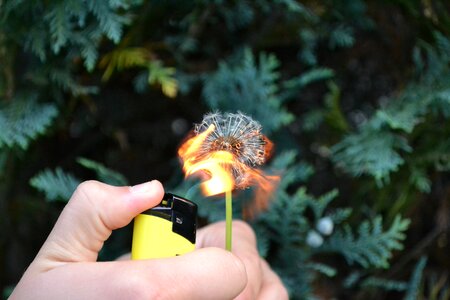 Plant flame blossom photo