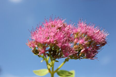 Plant pink blue photo