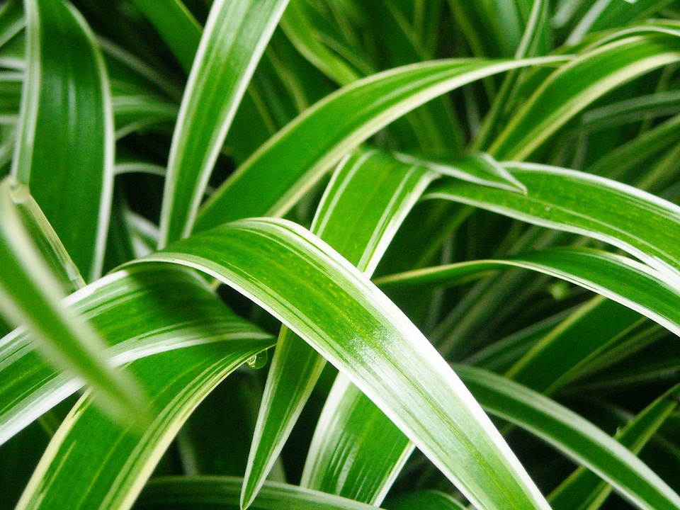 Green white the length of the