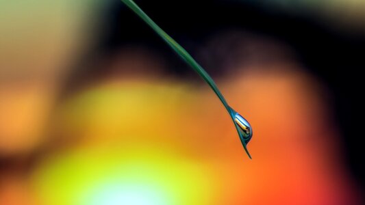 Nature macro close up