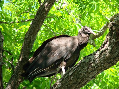 Black carrion scavenger photo