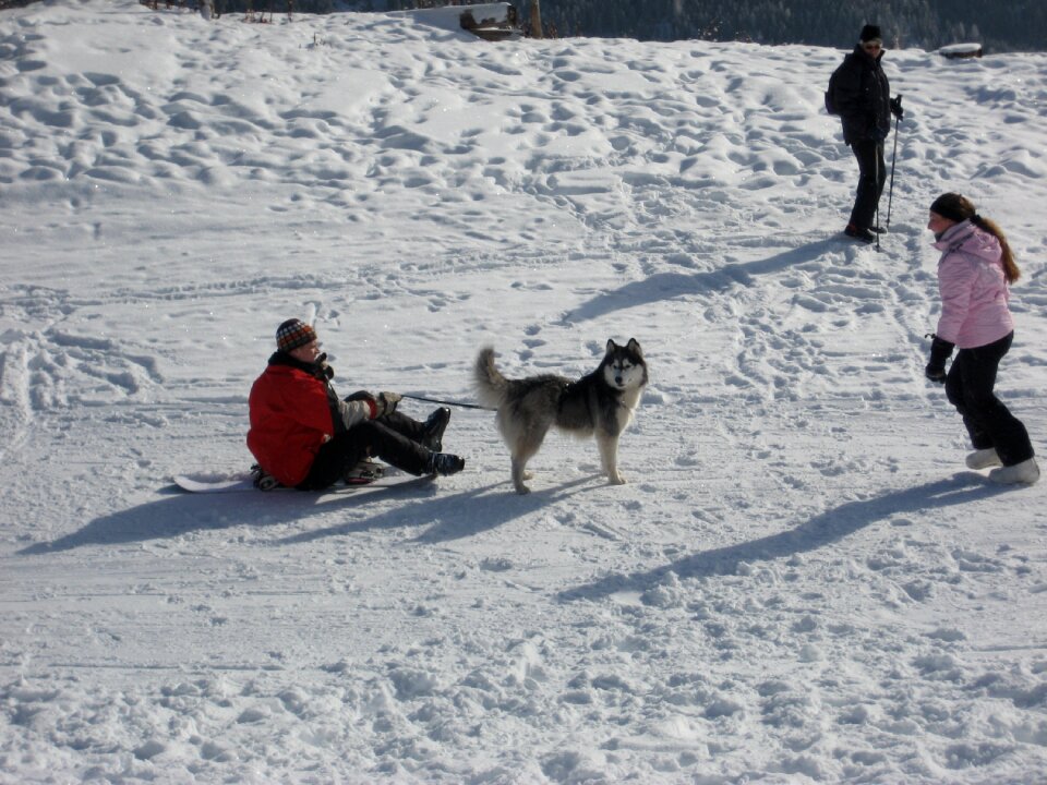 White husky sled dog