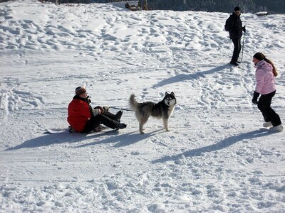 White husky sled dog photo