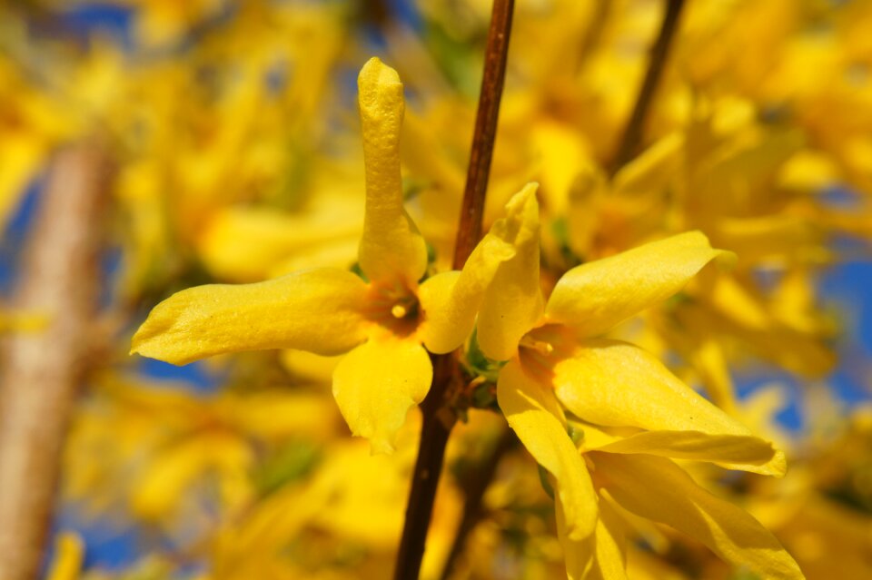 Flora yellow