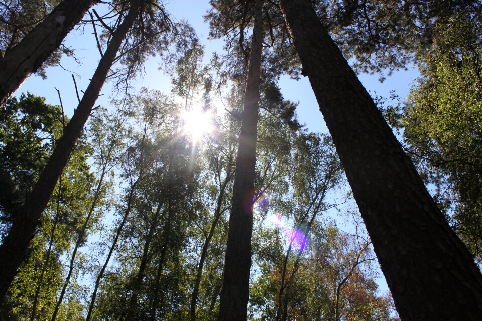 Trees sun look up