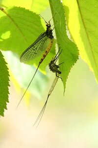 Insect dragonfly larva nature