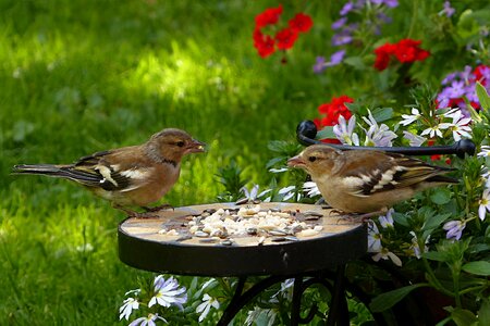 Fringilla coelebs feeding garden