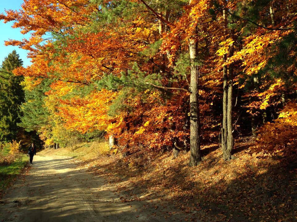 Tree landscape foliage photo