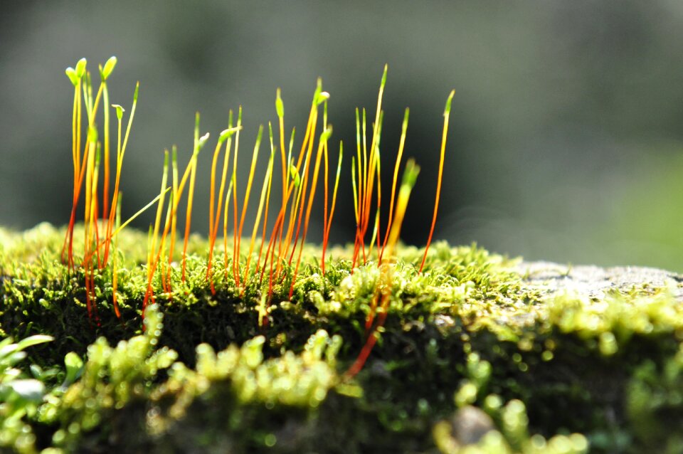 Moss plant biological