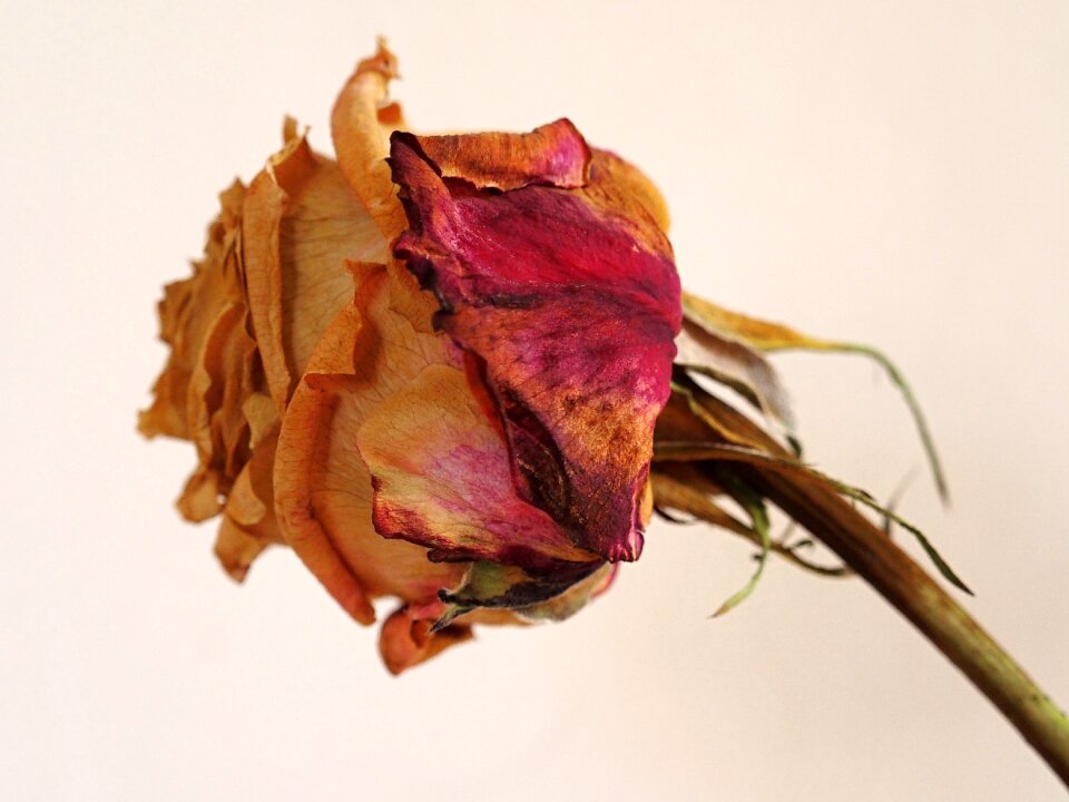 Rose dry dry flower