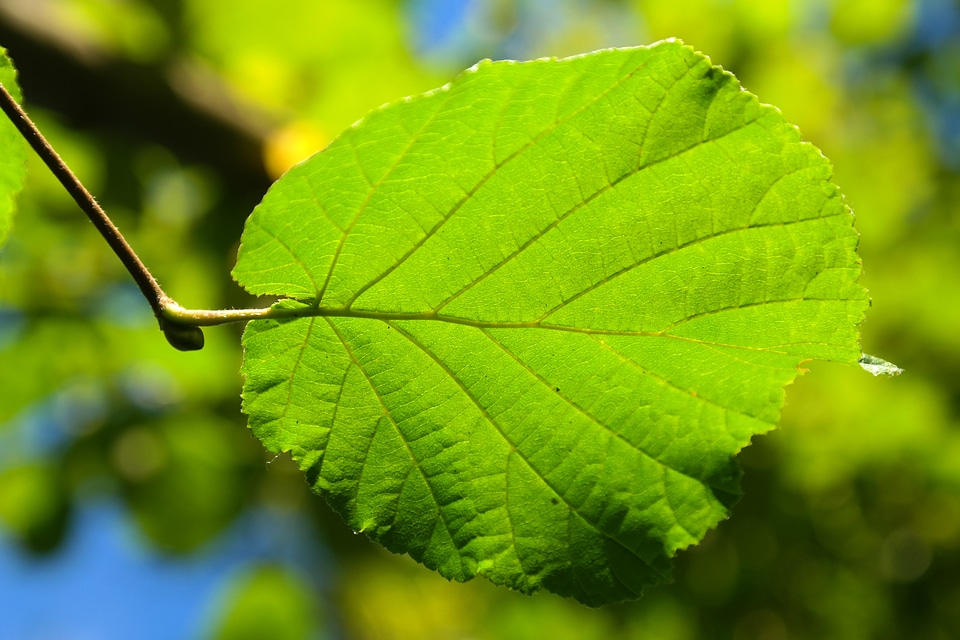 Hazelnut leaf common hazel corylus avellana
