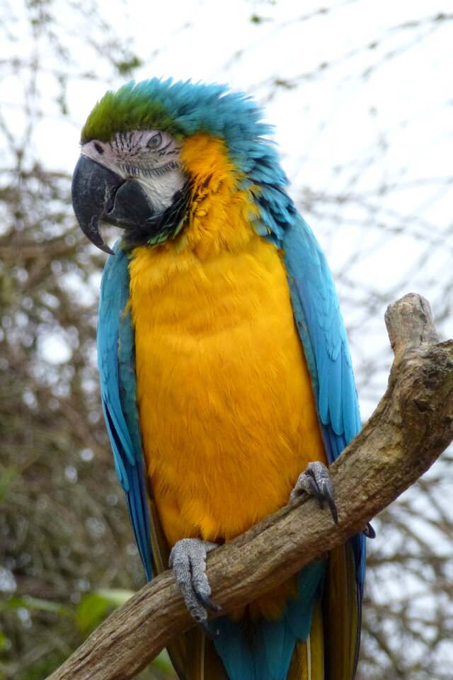 Animal tropical feather photo