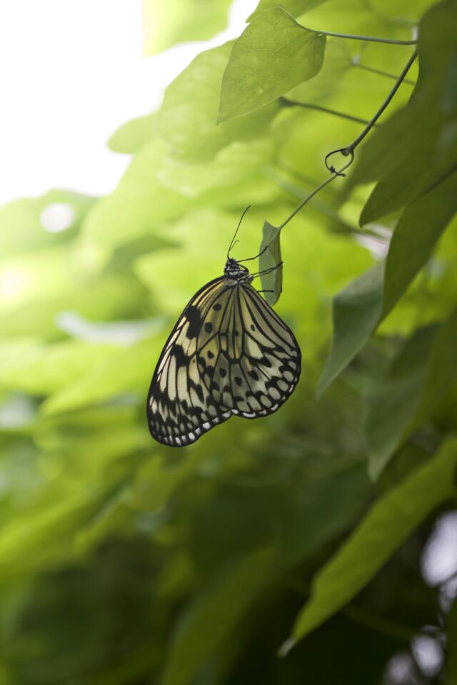 Nature life fragile