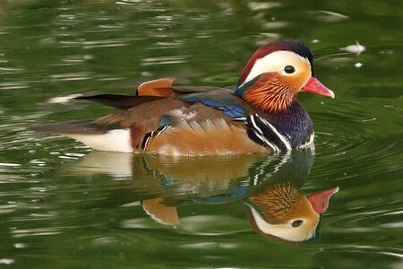 Pond duck birds