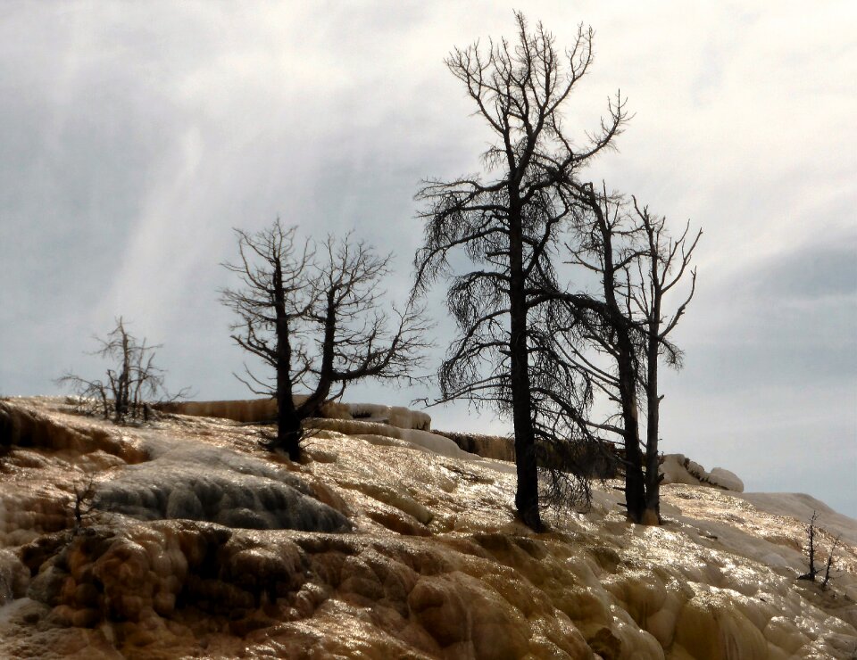 Usa national park yellowstone