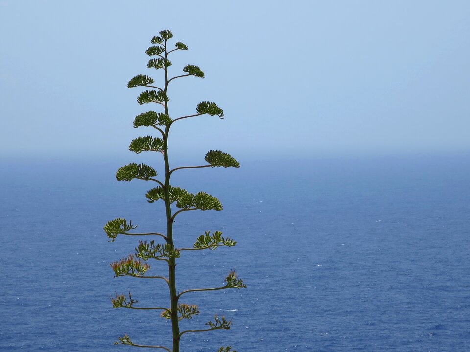 Sea plant cactus