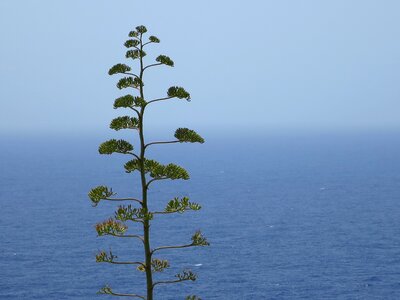Sea plant cactus