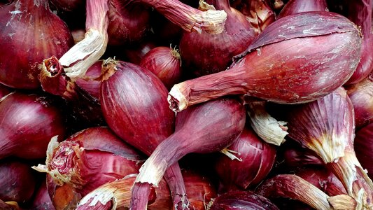 Vegetable allium allium cepa