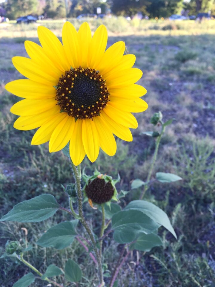 Fall blue sunflower