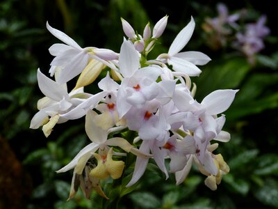 Bloom plant tropical