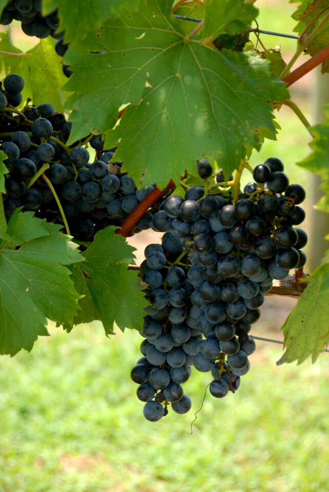 Winery agriculture rural