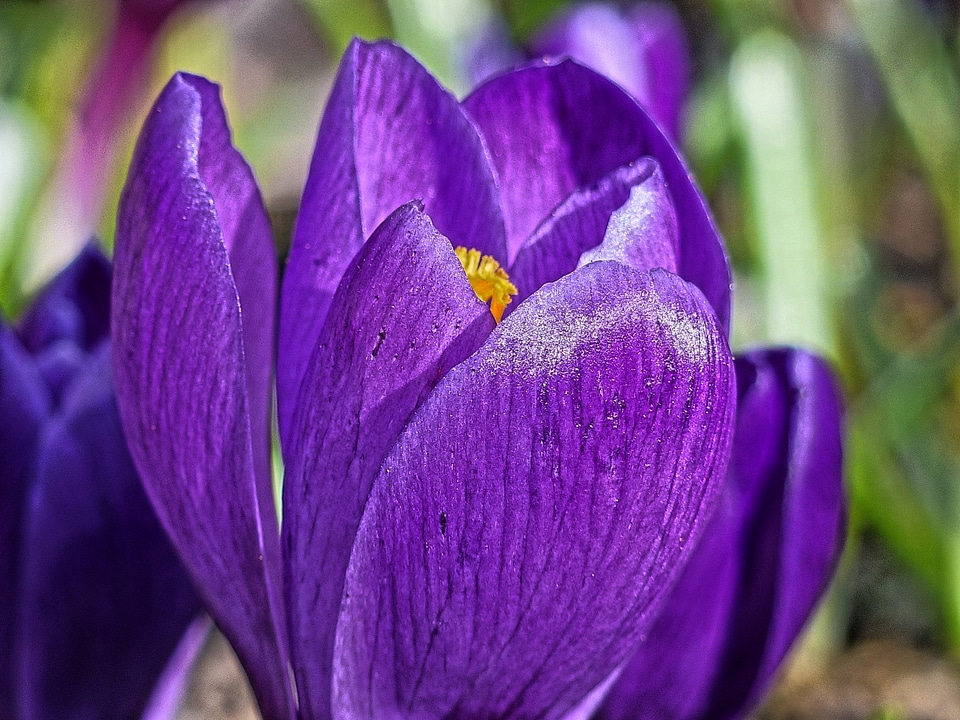 Close-up spring nature