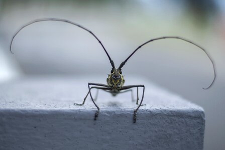 Macro antennas horn