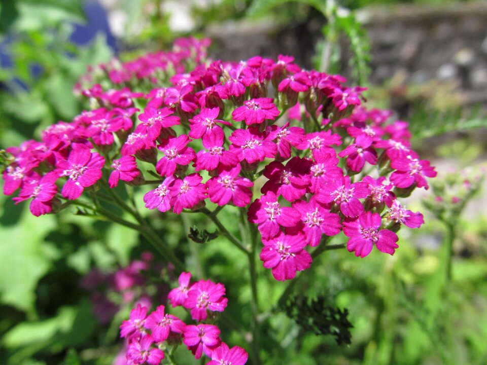 Flower fuchsia nature