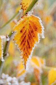 Hoarfrost yellow cold