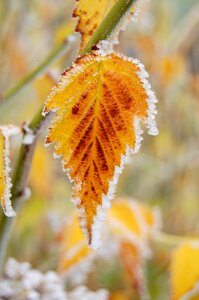 Hoarfrost yellow cold photo