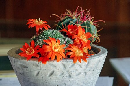 Succulent crassulacea flowers photo