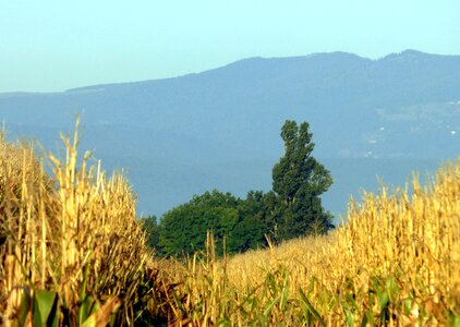 Tree fields agriculture