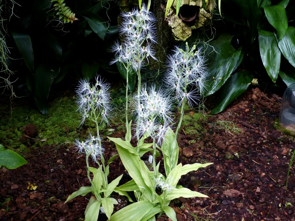 Bloom plant tropical