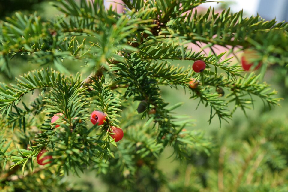 Yellow spikes poisonous plant fruits of yew