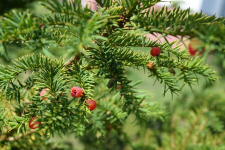 Yellow spikes poisonous plant fruits of yew
