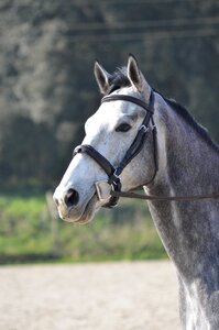 Head grey portrait