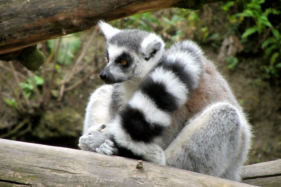 Long tail black white striped